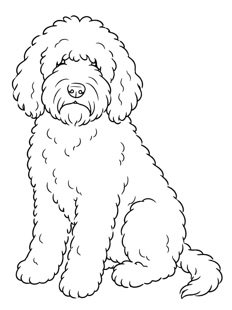 Dibujo de Perro Barbet para Colorear Dibujo de Perro Barbet para Colorear