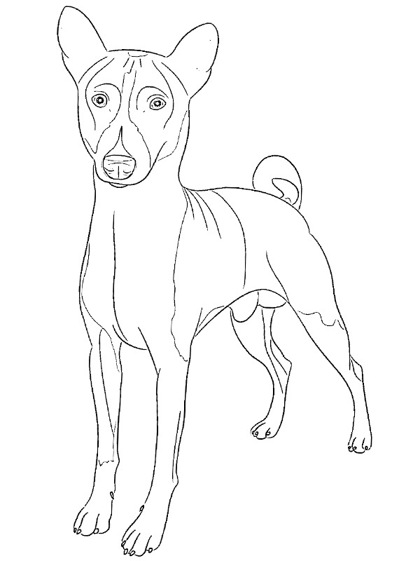 Dibujo de Basenji para Colorear Dibujo de Basenji para Colorear