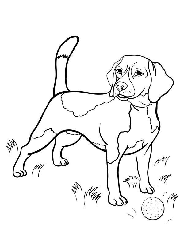 Dibujo de Beagle para Colorear