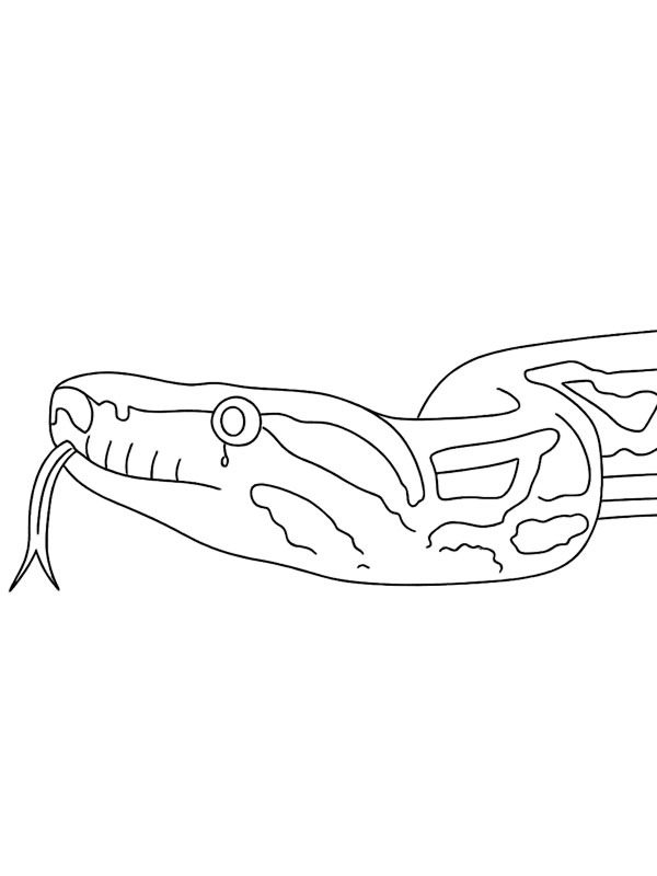 Dibujo de boa constrictora para Colorear Dibujo de boa constrictora para Colorear