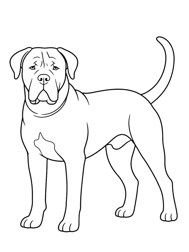 Dibujo de Cane corso para Colorear