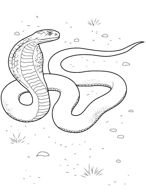 Dibujo de Cobra para Colorear