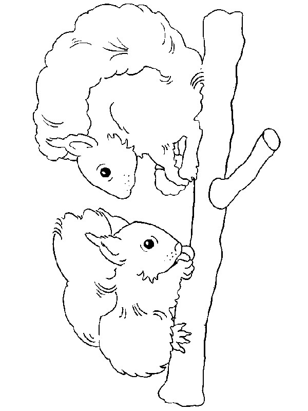 Dibujo de dos ardillas para Colorear