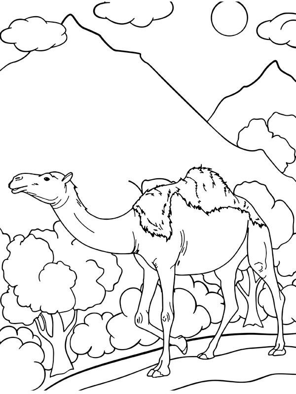 Dibujo de Camello de una joroba para Colorear Dibujo de Camello de una joroba para Colorear