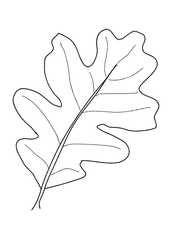 Dibujo de Hoja de roble para Colorear Dibujo de Hoja de roble para Colorear
