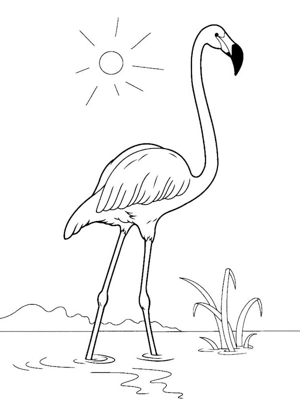 Dibujo de flamingo en el agua para Colorear