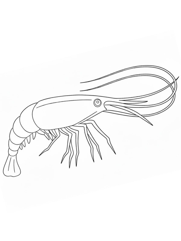 Dibujo de Camarón para Colorear Dibujo de Camarón para Colorear