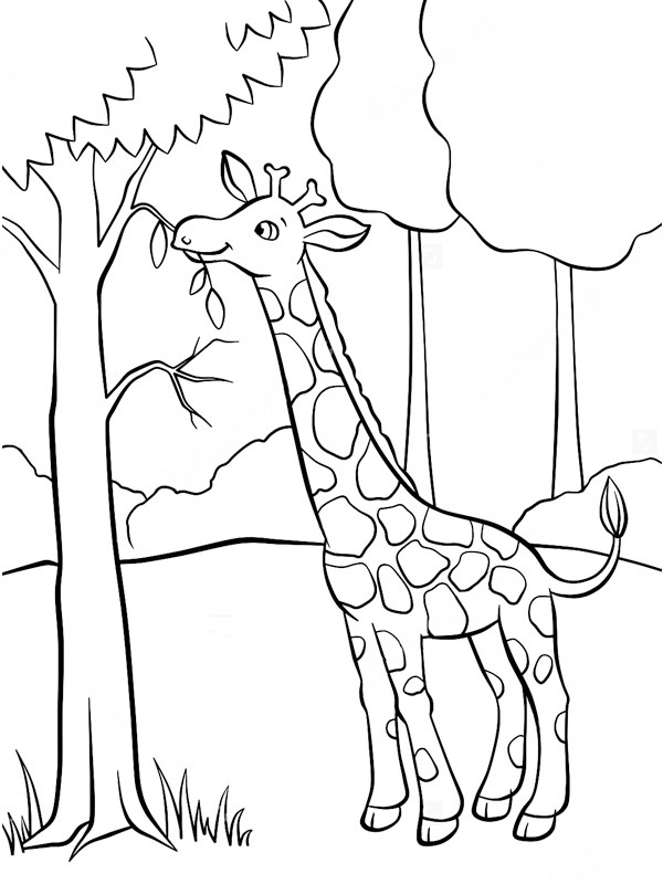 Dibujo de jirafa comiendo del árbol para Colorear