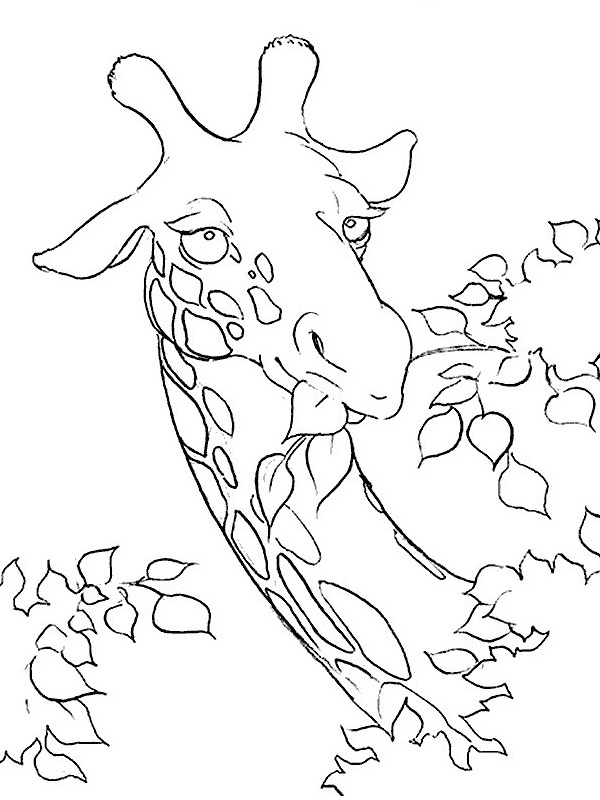 Dibujo de jirafa comiendo para Colorear