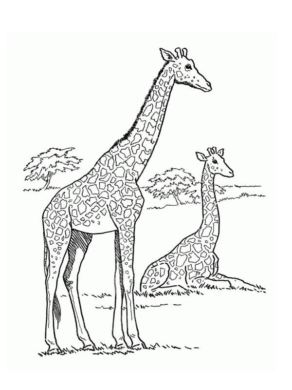 Dibujo de Jirafa para Colorear Dibujo de Jirafa para Colorear