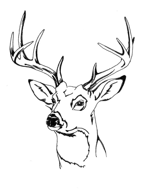 Dibujo de cabeza de ciervo para Colorear Dibujo de cabeza de ciervo para Colorear