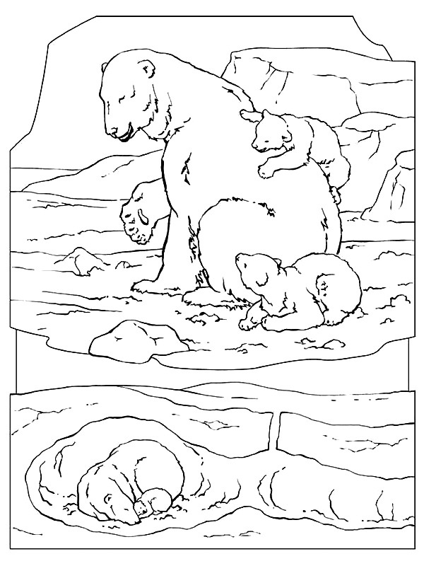 Dibujo de Oso Polar para Colorear Dibujo de Oso Polar para Colorear