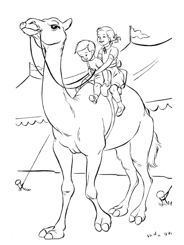 Dibujo de Camello en el circo para Colorear