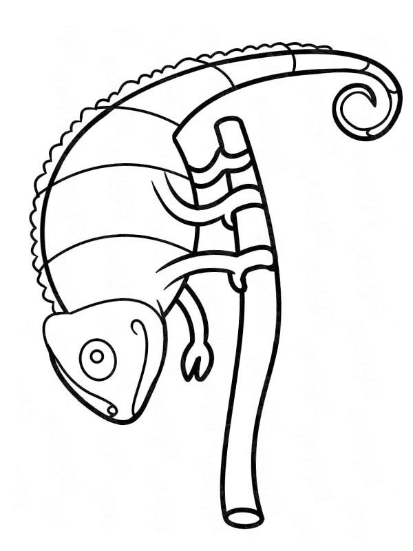 Dibujo de Camaleón en una rama para Colorear Dibujo de Camaleón en una rama para Colorear