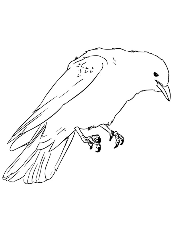 Dibujo de Grajilla para Colorear Dibujo de Grajilla para Colorear