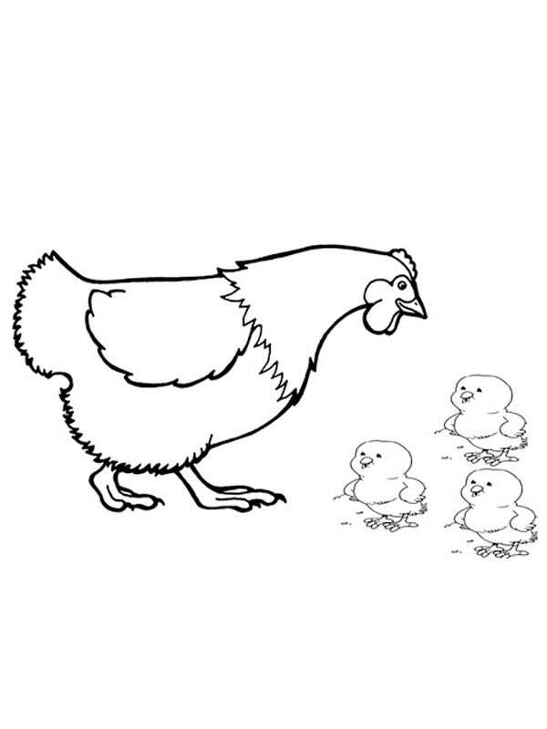 Dibujo de Gallina con pollitos para Colorear