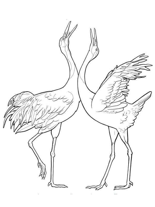 Dibujo de garzas para Colorear Dibujo de garzas para Colorear
