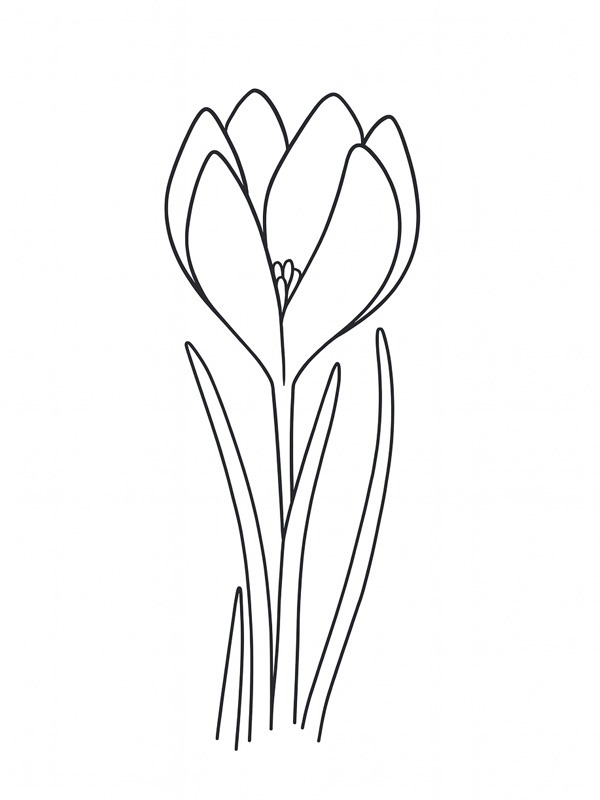 Dibujo de Crocus para Colorear Dibujo de Crocus para Colorear