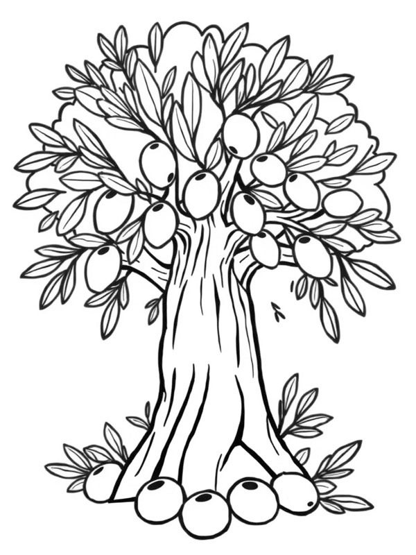 Dibujo de Olivo para Colorear Dibujo de Olivo para Colorear