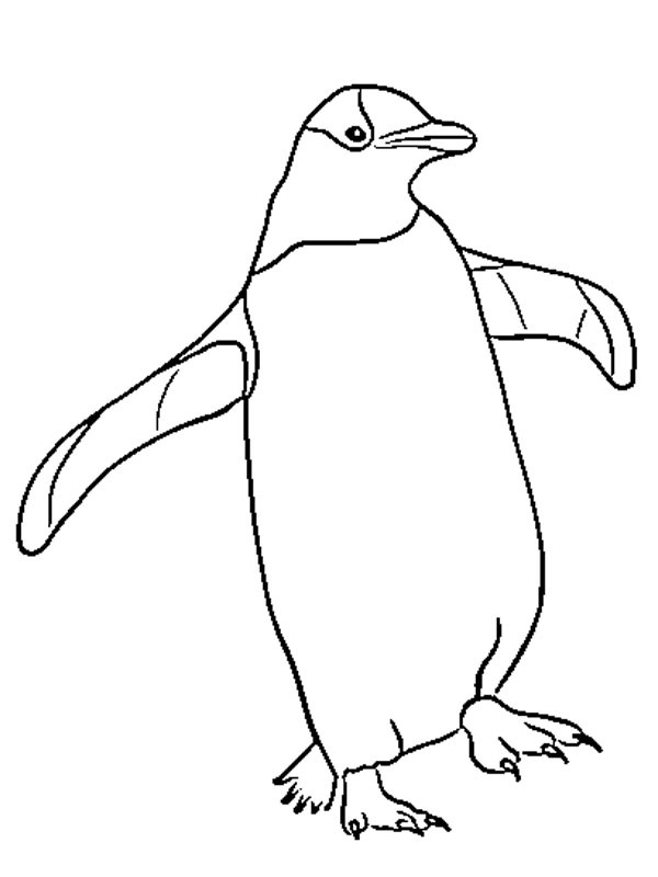 Dibujo de Pingüino para Colorear
