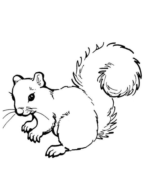 Dibujo de ardilla realista para Colorear Dibujo de ardilla realista para Colorear