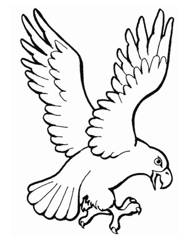 Dibujo de ave de presa para Colorear Dibujo de ave de presa para Colorear