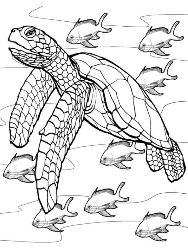 Dibujo de tortuga en el agua para Colorear Dibujo de tortuga en el agua para Colorear