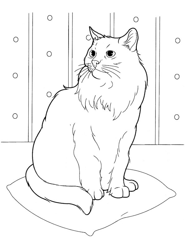 Dibujo de Gato Siberiano para Colorear