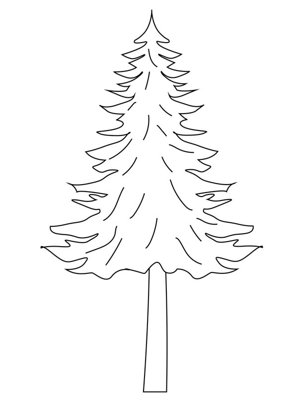 Dibujo de Abeto para Colorear Dibujo de Abeto para Colorear