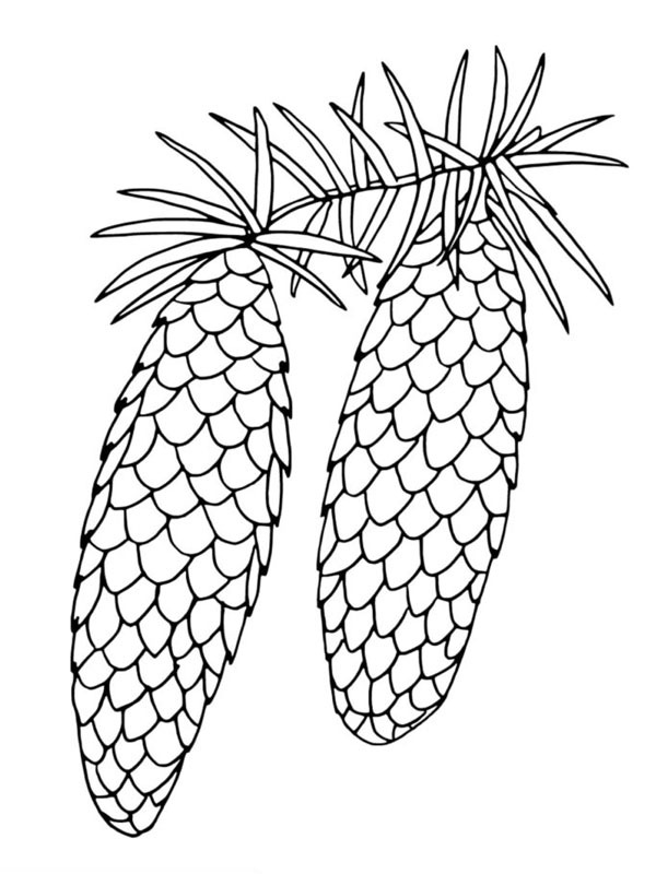 Dibujo de Conos de abeto para Colorear Dibujo de Conos de abeto para Colorear