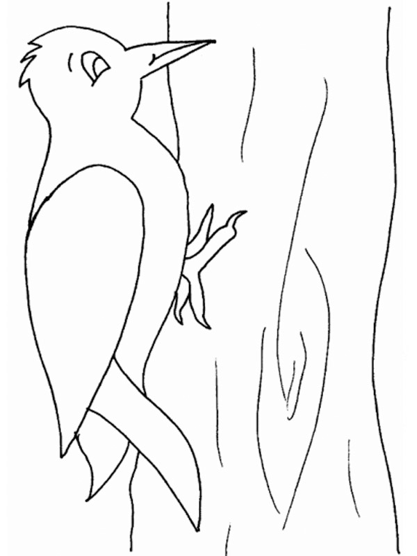 Dibujo de pájaro carpintero para Colorear Dibujo de pájaro carpintero para Colorear