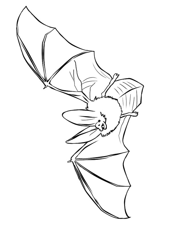 Dibujo de murcielago realista para Colorear Dibujo de murcielago realista para Colorear