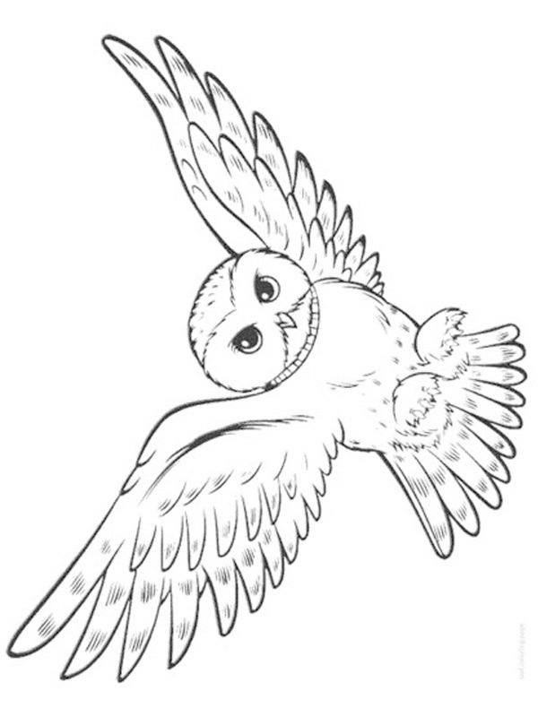 Dibujo de búho volador para Colorear