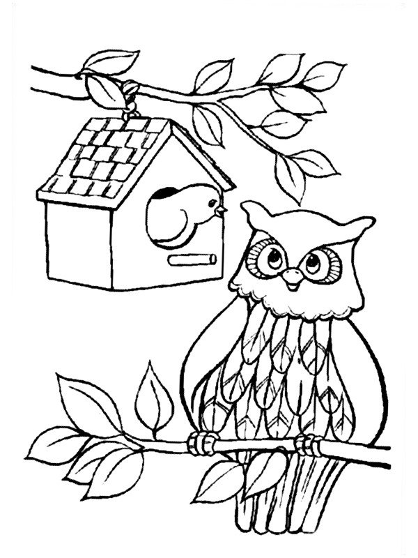 Dibujo de pajaro y buho para Colorear Dibujo de pajaro y buho para Colorear