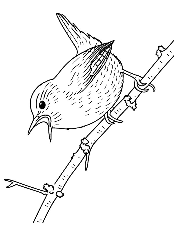 Dibujo de Chochín común para Colorear Dibujo de Chochín común para Colorear
