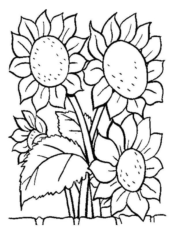 Dibujo de Girasoles para Colorear Dibujo de Girasoles para Colorear