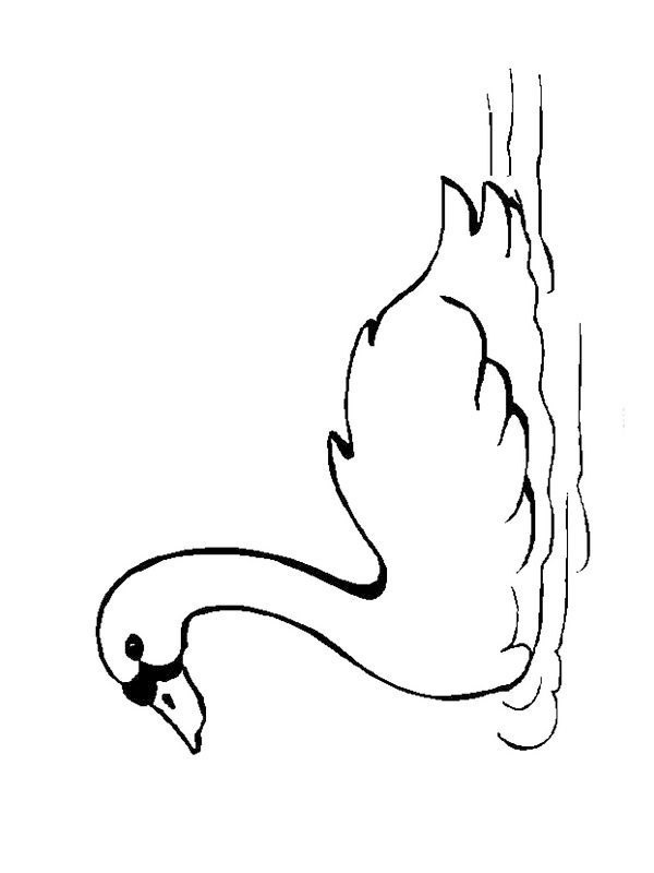 Dibujo de Cisne para Colorear