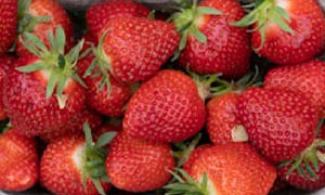 Fresas