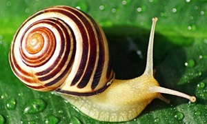 Caracol